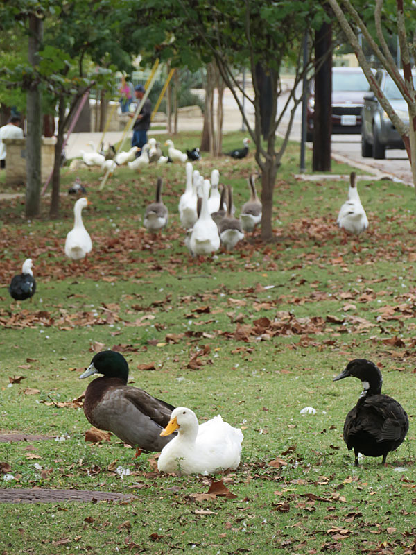 River Road Park provides tranquility and a haven for ducks in Boerne just down Interstate 10 from San Antonio.