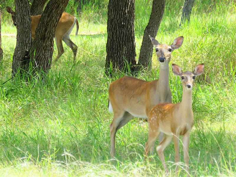 There were lots of deer running around near Potter’s Creek Park on the north side of Canyon Lake in Comal County, Texas.