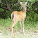 There were lots of deer running around near Potter’s Creek Park on the north side of Canyon Lake in Comal County, Texas.