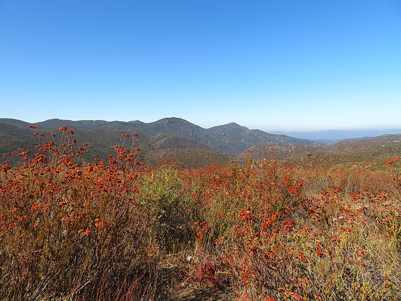 ClevelandNationalForest2000 Los Joes