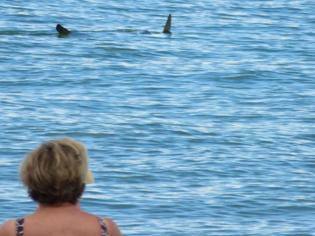 As I walk out to the beach in Hollywood, Florida, I see lots of people standing at the edge of the water. But nobody is in the water. Then I see two fins. - photos by Joe Alexander