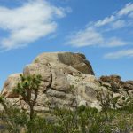 The Joshua Tree only blooms in the area in and around Joshua Tree National Park in the high desert of California. - photos by Joe Alexander