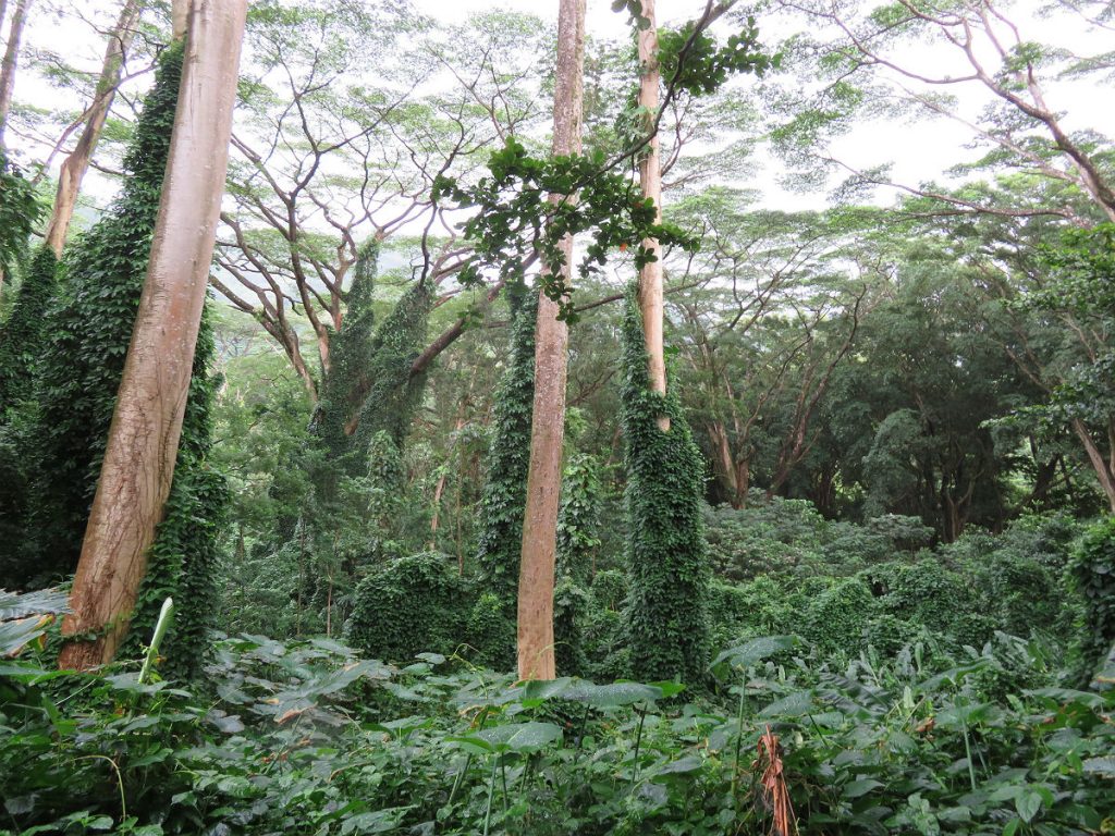 A soggy trek through the jungle to a secluded waterfall just a few miles from Waikiki Beach in Oahu, Hawaii. – photos by Joe Alexander