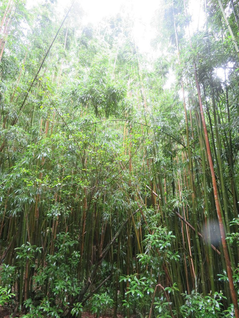A soggy trek through the jungle to a secluded waterfall just a few miles from Waikiki Beach in Oahu, Hawaii. – photos by Joe Alexander
