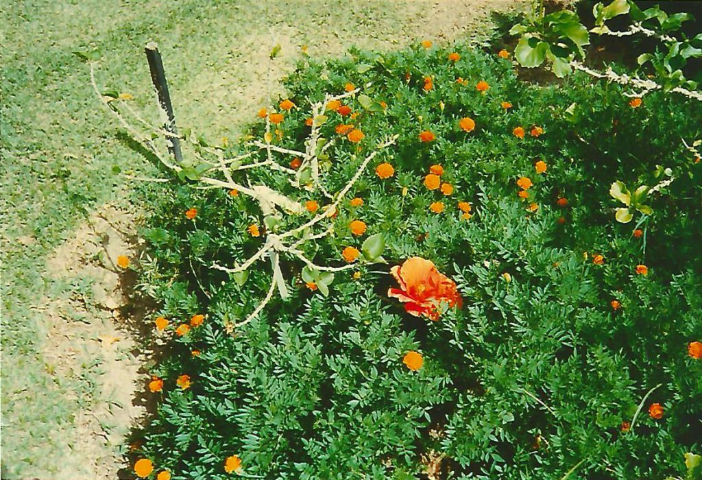 Andromeda Gardens. Our trip to Barbados included rugged beaches, deep dark caves, beautiful greenery and some friendly animals. - photos by Joe Alexander