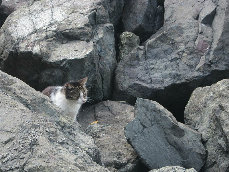 One thing I found in Old San Juan, Puerto Rico is lots of cats – some of them in places like rocky beaches that wouldn’t seem very hospitable. - photos by Joe Alexander
