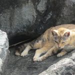 One thing I found in Old San Juan, Puerto Rico is lots of cats – some of them in places like rocky beaches that wouldn’t seem very hospitable. - photos by Joe Alexander