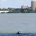 Dolphin watching in Clearwater Bay, Florida. – photo by Joe Alexander