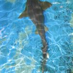 One of the residents at Clearwater Marine Aquarium and Rescue in Florida. – photo by Joe Alexander